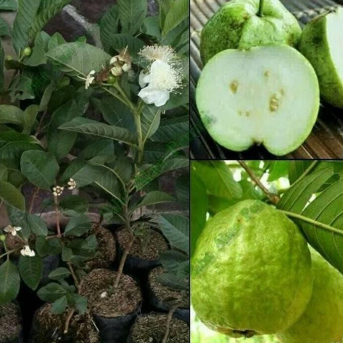

Terlaris Bibit Tanaman Buah Jambu Sukun Non Biji