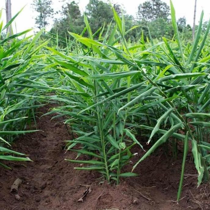 

Terlaris Bibit Jahe Gajah Asli