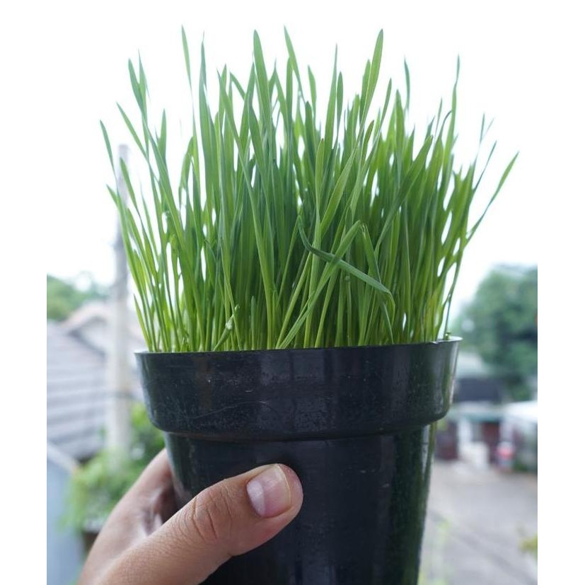 

Terlaris Benih Rumput Gandum Untuk Kucing 100Gr Bibit Cat Grass Microgreen Seed