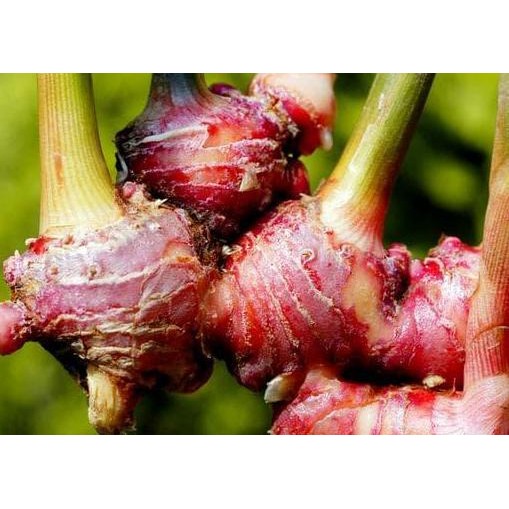 

Terlaris Bibit Tanaman Jahe Merah Unggul Atau Bibit Red Ginger Siap Tanam