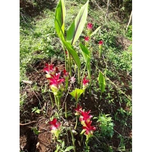 

Terlaris Terlaris Bibit Kunyit Putih/Kunyit Putih