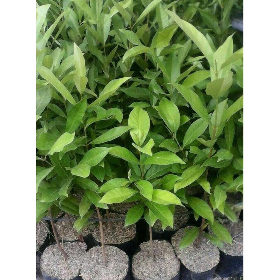 

Terlaris New Sale Bibit Tanaman Daun Salam ( Tinggi Diatas 60Cm )