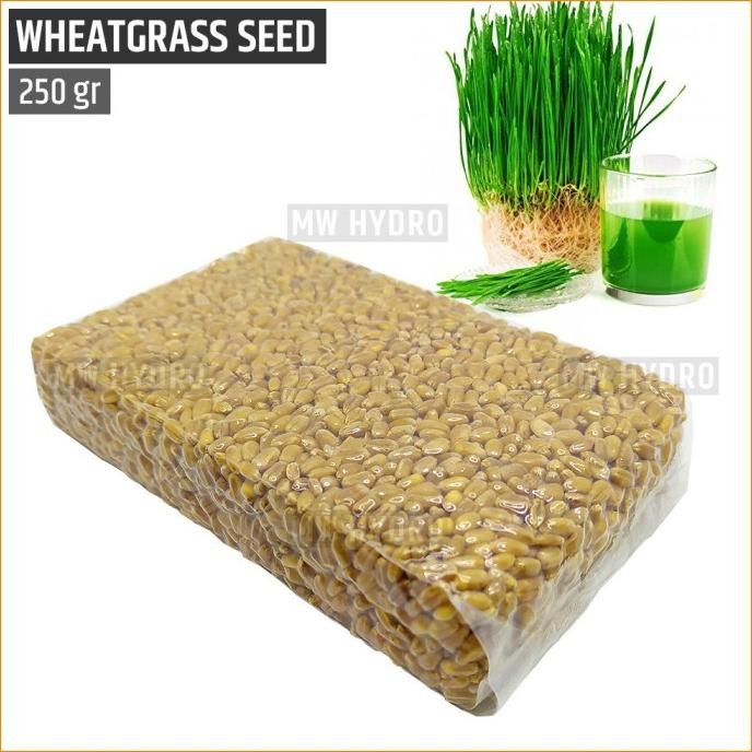 

Terlaris Benih Wheat Grass / Wheatgrass Seed / Biji Rumput Gandum - 250 Gram