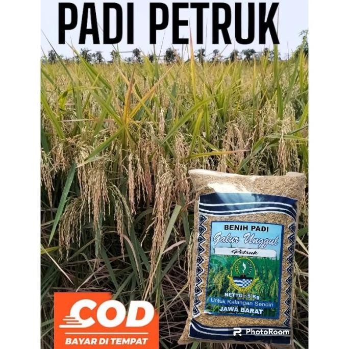 

Terlaris Benih Padi Petruk Original Kemasan 5Kg
