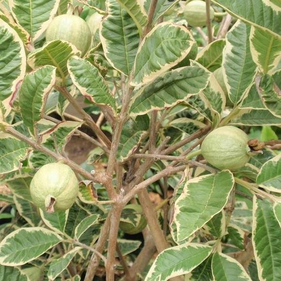 

Terlaris Bibit Buah Jambu Biji Variegata - Tinggi 50Cm