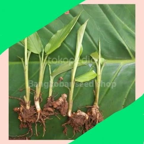 

Terlaris Bibit Tanaman Kunyit Kuning | Herbal Kunir