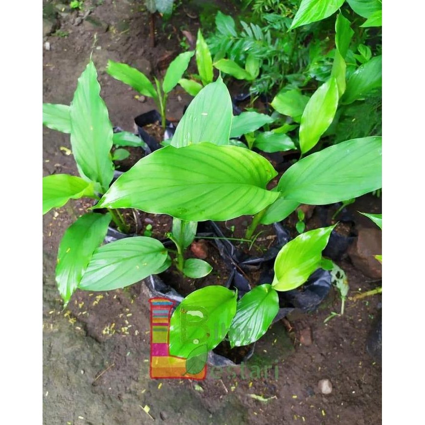 

Terlaris Bibit Kunir Putih Kunyit Putih Tanaman Herbal