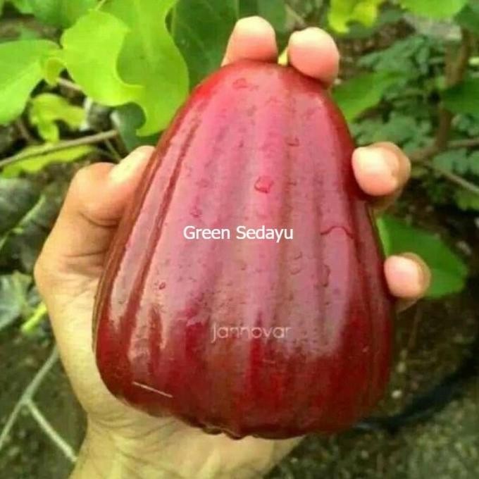 

Terlaris Bibit Pohon Buah Jambu Air Dalhari Asli Okulasi