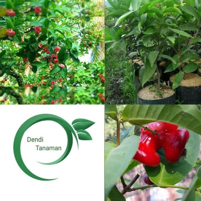 

Terlaris Bibit Pohon Jambu Air Kancing Merah / Tanaman Buah Jambu Air