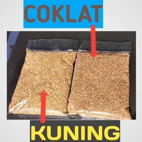 

Terlaris H1Catgrass Seed Import/Wheatgrass/Benih Rumput Gandum Isi 1 Kilogram - Kuningtbk