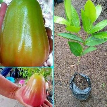 

Terlaris Bibit Tanaman Buah Jambu Bajang Leang Merah