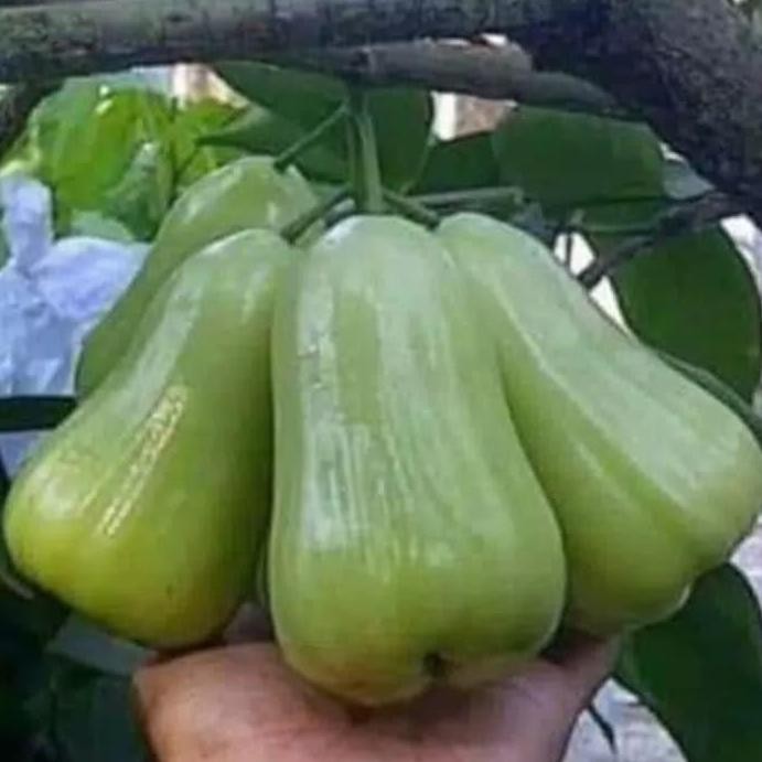 

Terlaris Bibit Jambu Air Mdh(Madu Delli Hijau)