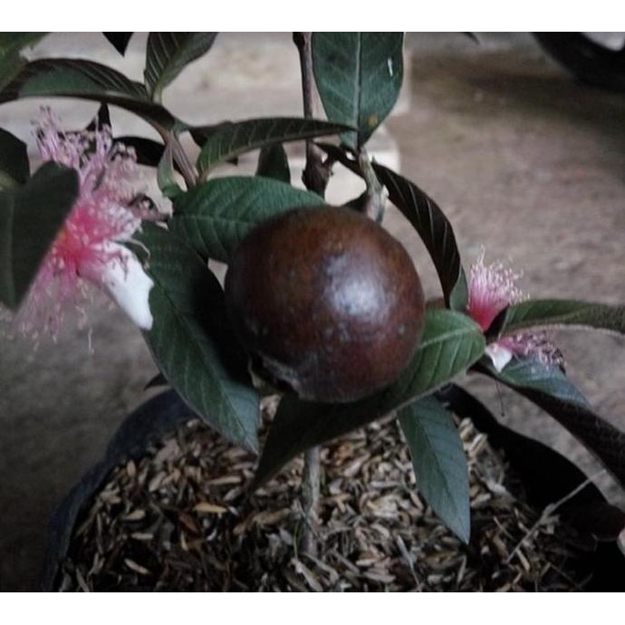 

Terlaris Bibit Tanaman Jambu Biji Kerikil Merah