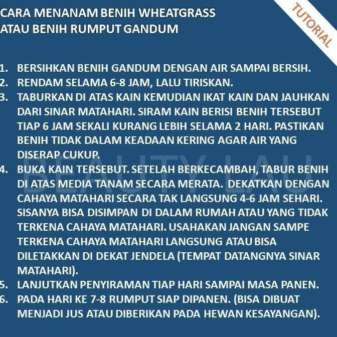 

Terlaris Termurah Benih Rumput Gandum Untuk Kucing 100Gr Bibit Cat Grass Microgreen Seed