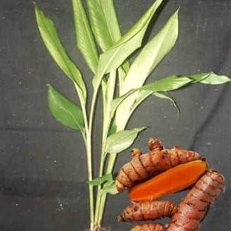 

Terlaris Bibit Tanaman Kunyit Kuning/Kunir/Obat Herbal