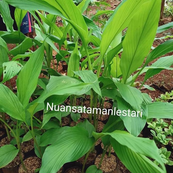 

Terlaris Tanaman Kunyit Kuning / Bibit Pohon Kunyit Kuning