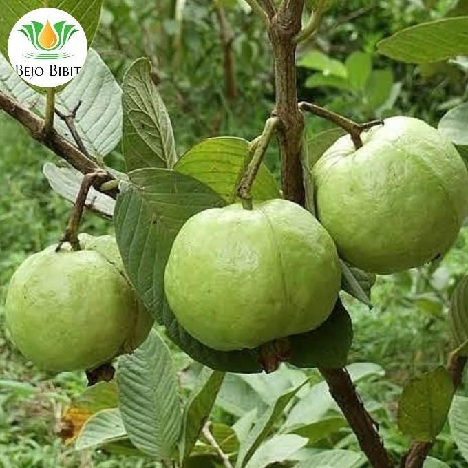 

Terlaris Bibit Tanaman Jambu Biji Tukan Manis-Bibit Pohon Jambu Tukan La Asli