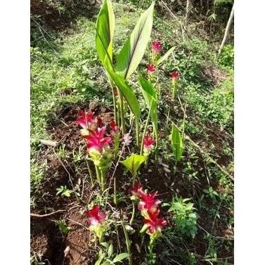 

Terlaris Terlaris Bibit Kunyit Putih/Kunyit Putih Cod