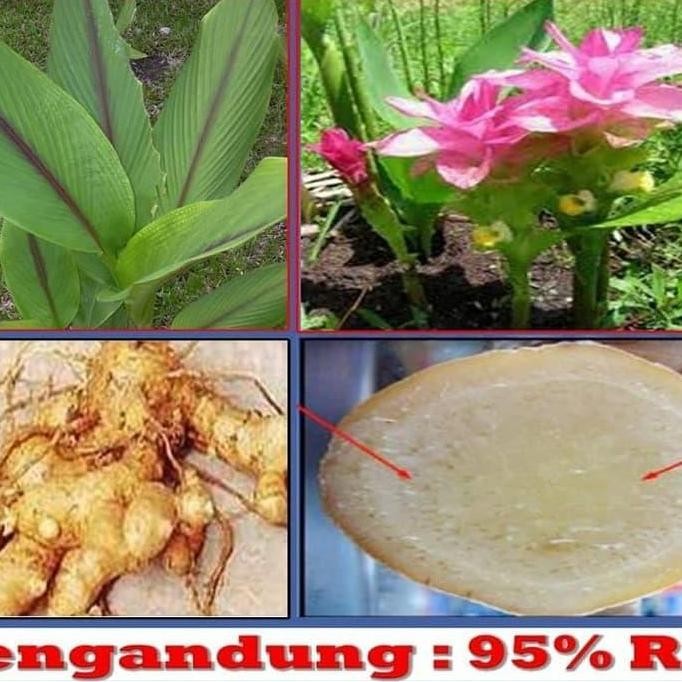 

Terlaris Ready Bibit Temuputih Kunyit Temu Putih Curcuma Zedoria