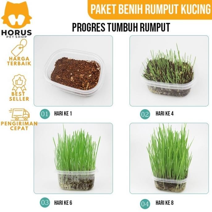 

Terlaris S1Ni! Rumput Kucing Paket Benih Seed Cat Grass Rumput Gandum Makanan Kucing