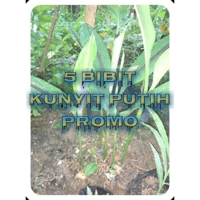 

Terlaris 5 Bibit Kunyit Putih Tinggi 30-60 Cm (Promo)