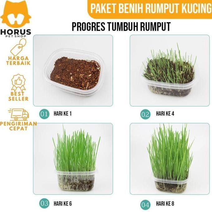 

Terlaris Rumput Kucing Paket Benih Seed Cat Grass Rumput Gandum Makanan Kucing