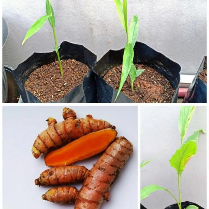 

Terlaris Ready Bibit Kunyit Merah/Herbal Per 3 Bibit