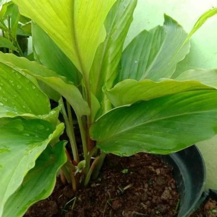 

Terlaris Bibit Kunyit Hitam Asli Tanaman Herbal Pohon Kunyit Hitam 2 Tunas