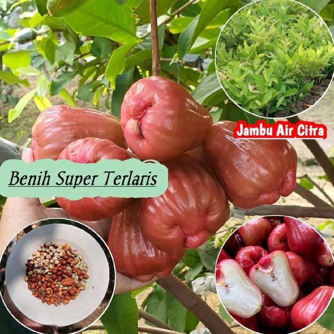 

Terlaris Benih Bibit Jambu Air Citra Okulasi Tinggi 50-70 Cm