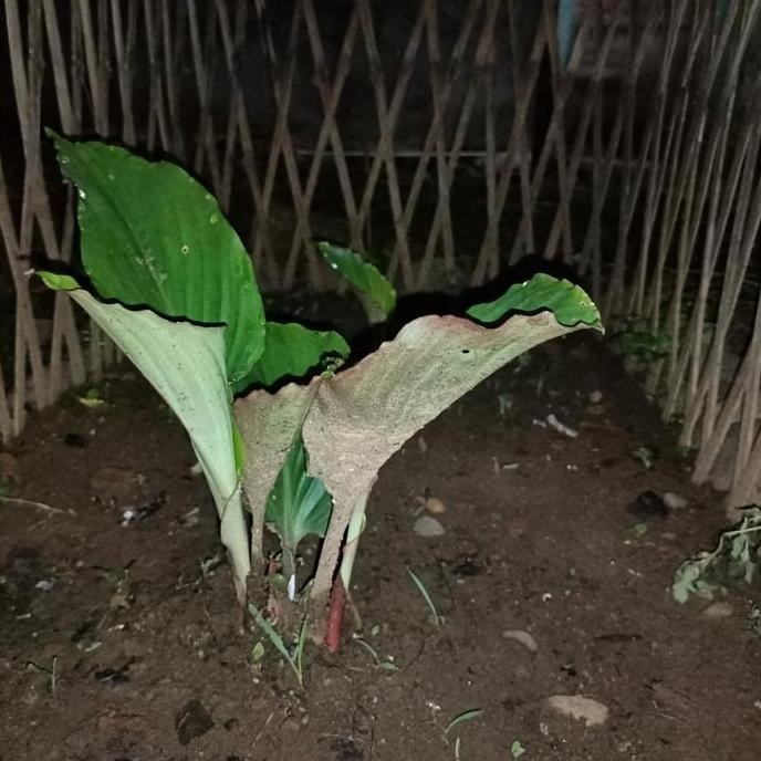 Terlaris Bibit Kunyit Hitam Asli Thailand