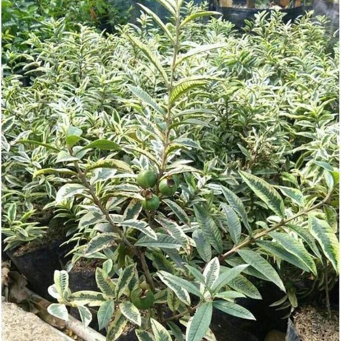 

Terlaris Bibit Tanaman Jambu Kerikil Variegata Unggul - Jambu Variegata Eksklusif - Jambu Kerikil Cantik - Tanaman Kebun Buah