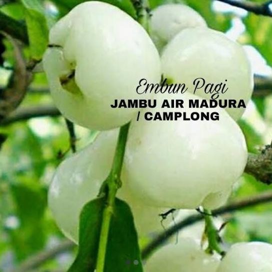 

Terlaris Bibit Jambu Air Madura / Camplong Okulasi