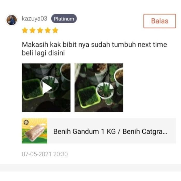 

Terlaris Gandum 500 Gr - Biji Wheatgrass Benih Catgrass Rumput Kucing Wheatgrass Rumput Diet