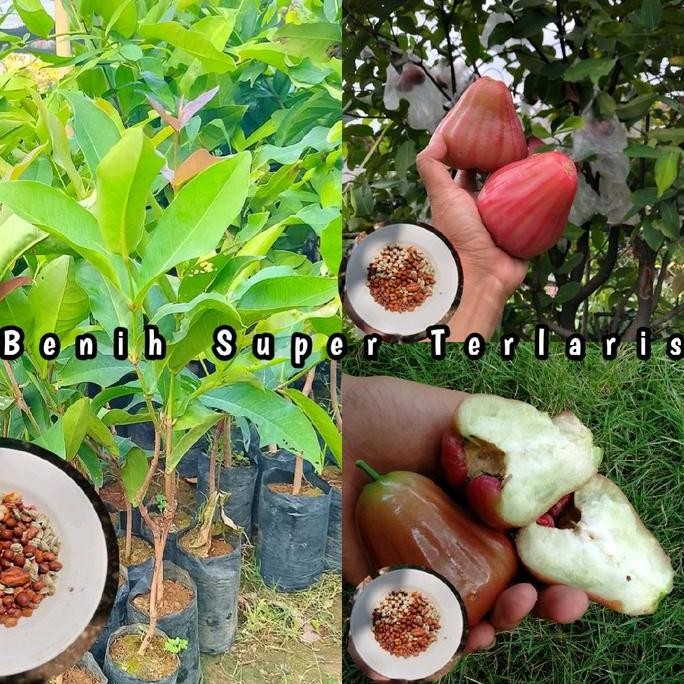 

Terlaris Benih Bibit Jambu Air Bajangleang Super Genjah & Unggul - Pengiriman Sesuai Foto