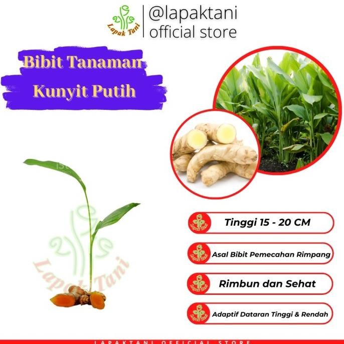 

Terlaris Bibit Tanaman Kunyit Putih
