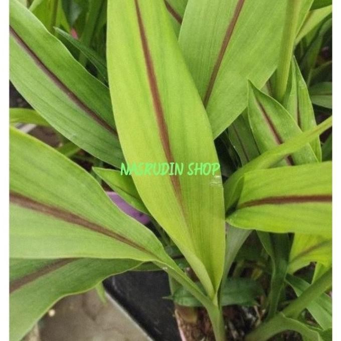 

Terlaris 5758Bibit Bibit Temu Hitam | Bibit Temu Semu Ungu | Bukan Kunyit Hitam