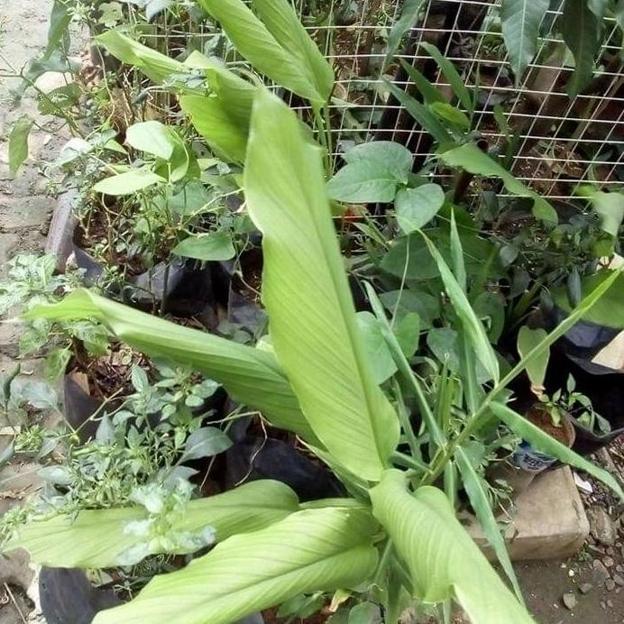 

Terlaris Pohon Bibit Kunyit Biang Herbal