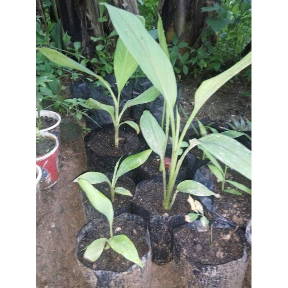 

Terlaris Promo Terbatas 10 Bibit Kunyit Putih Tinggi 15-50 Cm