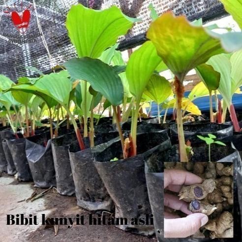 

Terlaris Murah Bibit Kunyit Hitam Asli - 1 Polibag Minimum 2 Batang Daun Ready Stok #Fyp