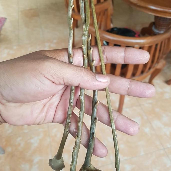 || MONICA / Uli gadang hijau Dragon tunggal bahan medium ||~~~