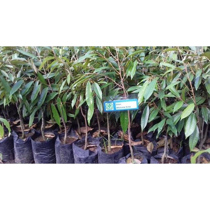 

Terlaris Bibit Durian Raja Kunyit | Harga Bibit Durian Raya Kunyit Purworejo