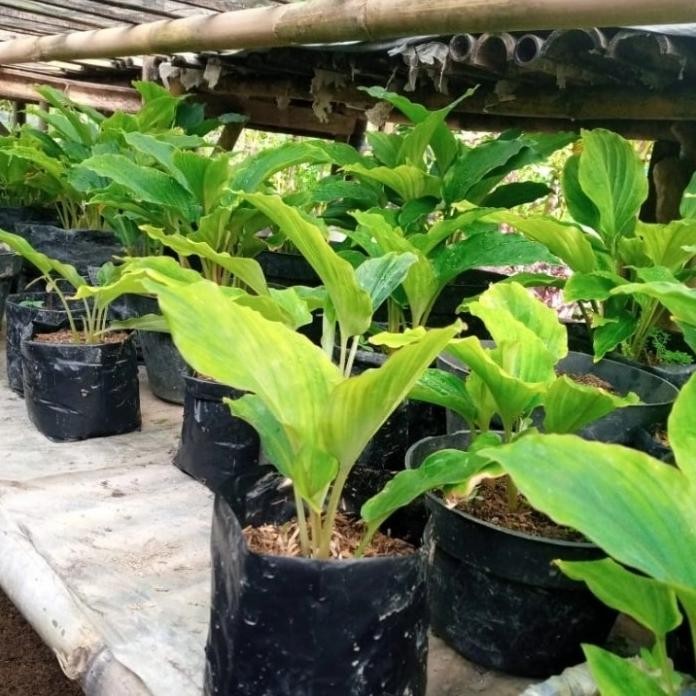 

Terlaris Bibit Tanaman Obat Herbal Kunyit Hitam Eeee