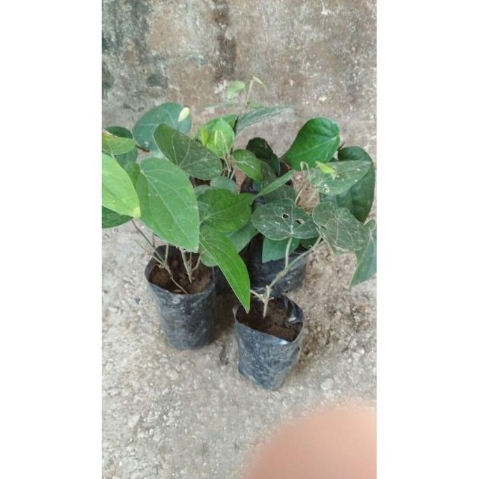 

Terlaris Terlaris Dan Terbaik Bibit Sirih Hitam Wulung