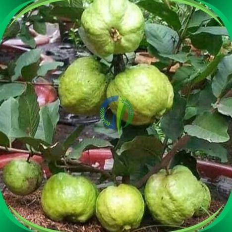 

Terlaris Bibit Jambu Kristal Non Bji Super Unggul