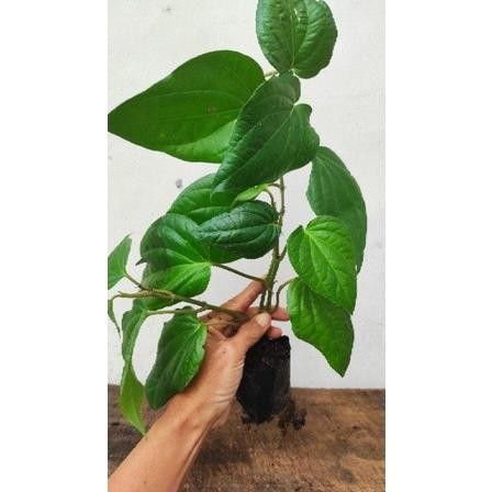 

Terlaris Bibit Sirih Hijau Herbal Organik Wogyyo 8027Rx