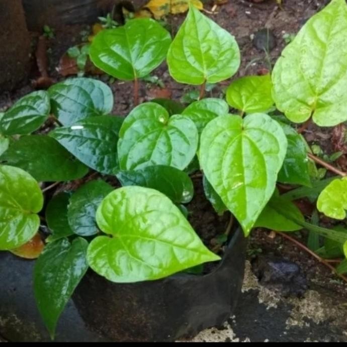 

Terlaris Bermutu Bibit Tanaman Sirih Hijau | Sirih Jawa Asli