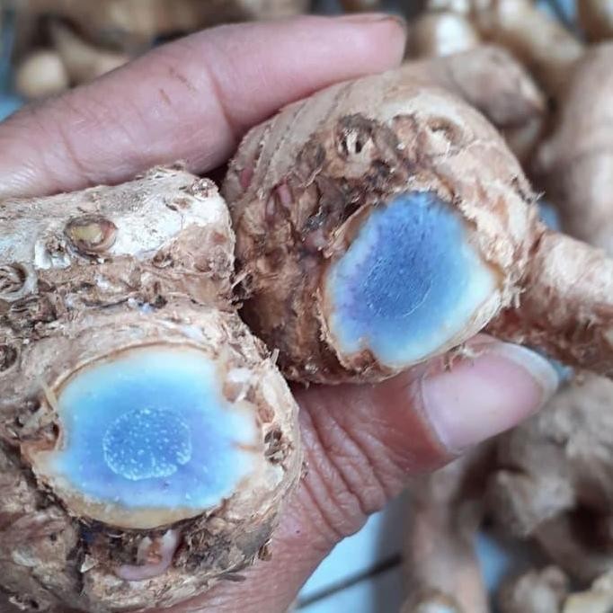 

Terlaris (Promo) Terlaris Bibit Temu Ireng/Temu Hitam/Kunyit (Fresh)