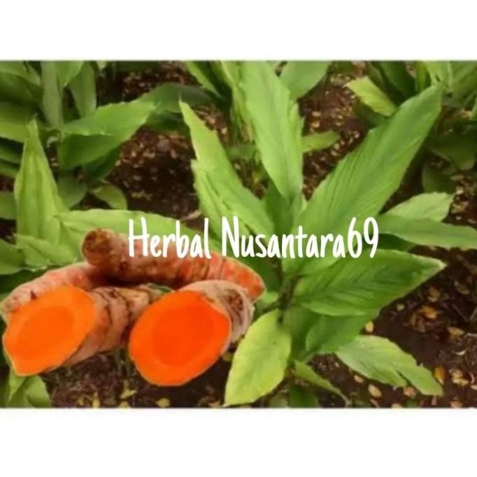 

Terlaris Bibit Tanaman Kunyit Sayur [Termurah]
