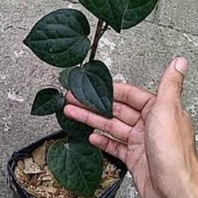 Terlaris Promo Bibit Sirih Hitam Asli