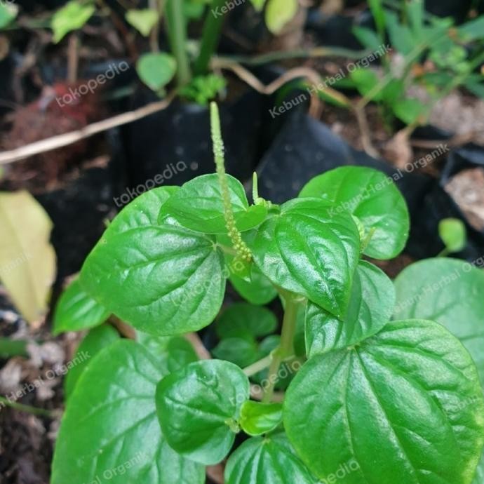 

Terlaris Stok Terbatas Bibit Tanaman Herbal Sirih China,Bibit Daun Suruhan Per Pot